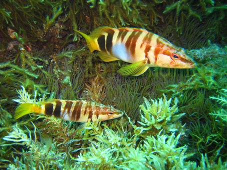 Flora e fauna ai Banchi